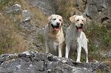 LABRADOR 097